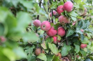 Obuolių augintojai: derlius – geriausias per penkerius metus